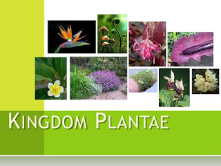 Pengertian, Ciri, dan Klasifikasi Kingdom Plantae Tumbuhan