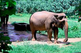 Hewan Langka Gajah Sumatera