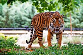 Hewan Langka Harimau Sumatera