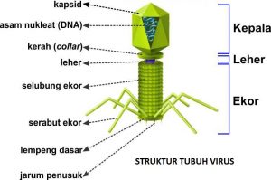 Genom virus terdiri atas